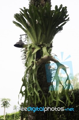 Holttum’s Staghorn Fern On The Tree In The Garden Stock Photo