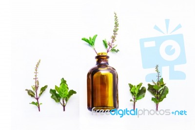 Holy Basil Essential Oil In A Glass Bottle With Fresh Holy Basi… Stock Photo Holy Basil Essential Oil In A Glass Bottle With Fresh Holy Basi… Stock Photo
