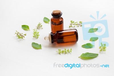 Holy Basil Essential Oil In A Glass Bottle With Fresh Holy Basil… Stock Photo