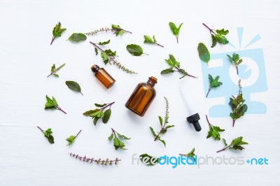 Holy Basil Essential Oil In A Glass Bottle With Fresh Holy Basil… Stock Photo