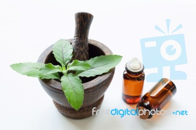 Holy Basil Essential Oil With  Fresh Leaves Stock Photo