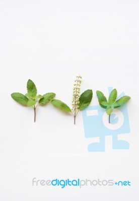 Holy Basil Fresh Leaves Stock Photo