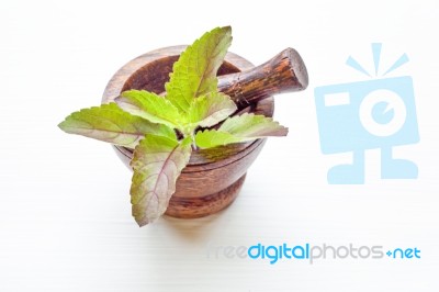 Holy Basil In Wooden Mortar On White Background Stock Photo Holy Basil In Wooden Mortar On White Background Stock Photo