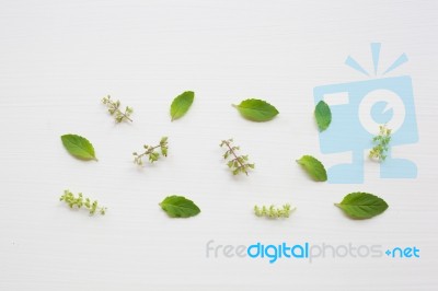 Holy Basil Leaves And Flower On White Background Stock Photo