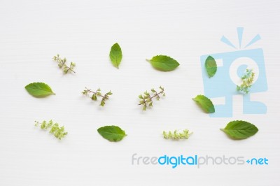 Holy Basil Leaves And Flower On White Background Stock Photo