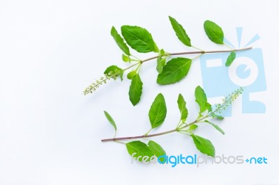 Holy Basil On White Background Stock Photo