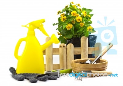 Home Gardening Stock Photo