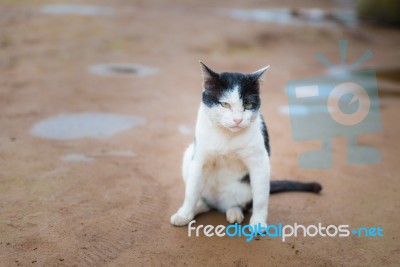 Homeless Cat Black And White Sitting Along Site Road Stock Photo