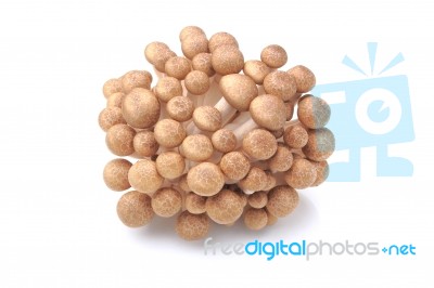 Hon-shimeji Stock Photo Hon-shimeji Stock Photo