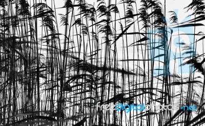 Horizontal Black And White Grass Closeup Background Silhouette B… Stock Photo