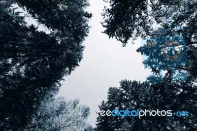 Horizontal Blue Sepia Forest With Blank Sky Background Stock Photo