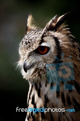 Horned Owl Stock Photo