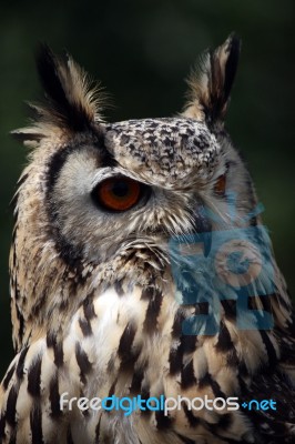 Horned Owl Stock Photo