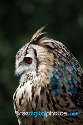 Horned Owl Stock Photo