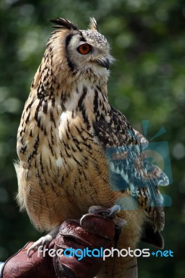 Horned Owl Stock Photo