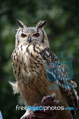 Horned Owl Stock Photo