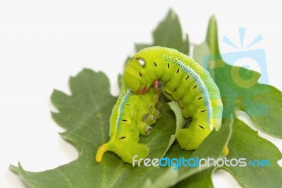 Hornworm,green Caterpillar Eating The Leaves Stock Photo