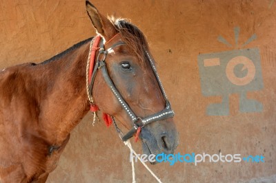 Horse Stock Photo