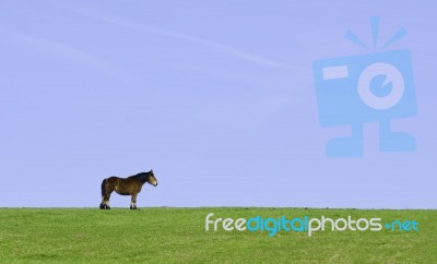 Horse Stock Photo