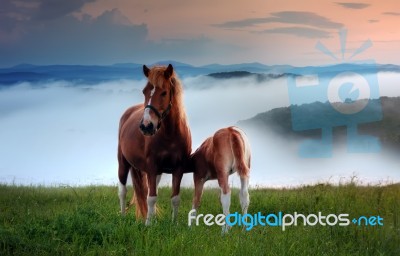 Horse And A Foal Stock Photo