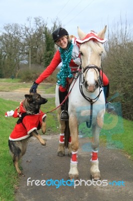 Horse And Dog Dressed Up For Christmas Stock Photo