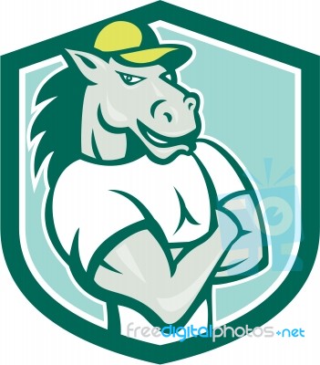 Horse Arms Crossed Shield Cartoon Stock Image