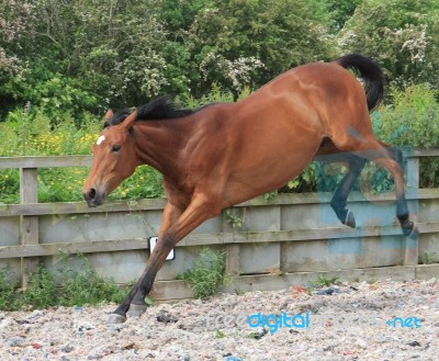 Horse Bucking With Joy Stock Photo