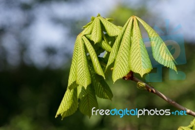 Horse Chestnut Tree Bursting With New Growth Stock Photo