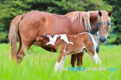 Horse Foal Suckling From Mare Stock Photo