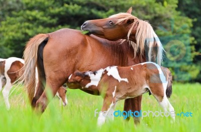 Horse Foal Suckling From Mother Stock Photo