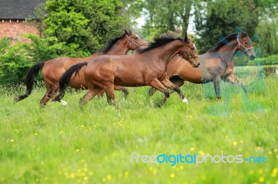 Horse Galloping Stock Photo