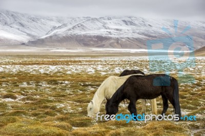 Horse Grazing During Snow - Ladakh India Stock Photo