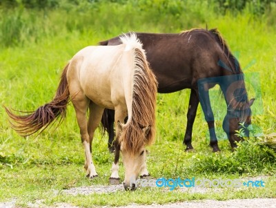 Horse In Field Stock Photo