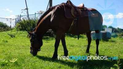 Horse In The Country Side Of Russia Stock Photo
