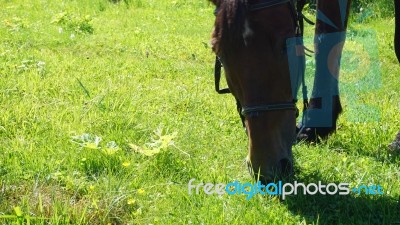 Horse In The Country Side Of Russia Stock Photo