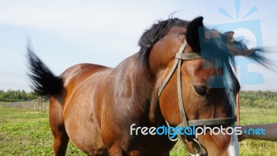 Horse In The Country Side Of Russia Stock Photo
