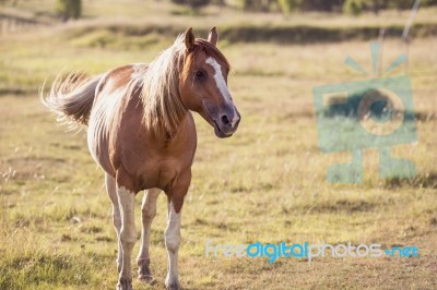 Horse In The Countryside Stock Photo