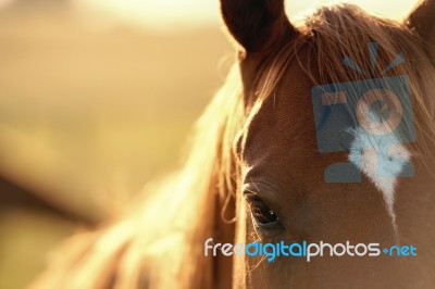 Horse In The Countryside Stock Photo
