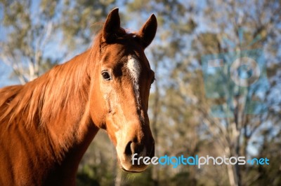 Horse In The Paddock Stock Photo