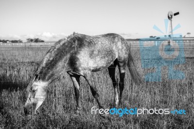 Horse In The Paddock Stock Photo