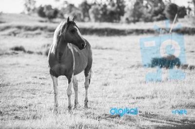 Horse In The Paddock Stock Photo