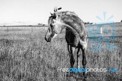 Horse In The Paddock Stock Photo