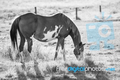 Horse In The Paddock Stock Photo