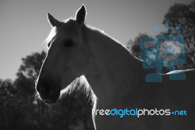 Horse In The Paddock Stock Photo