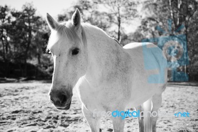 Horse In The Paddock Stock Photo