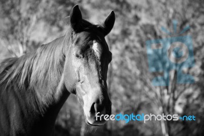 Horse In The Paddock Stock Photo