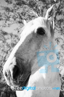 Horse In The Paddock Stock Photo