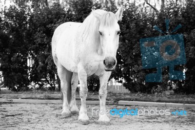 Horse In The Paddock Stock Photo