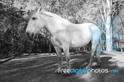 Horse In The Paddock Stock Photo