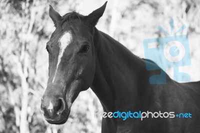 Horse In The Paddock Stock Photo